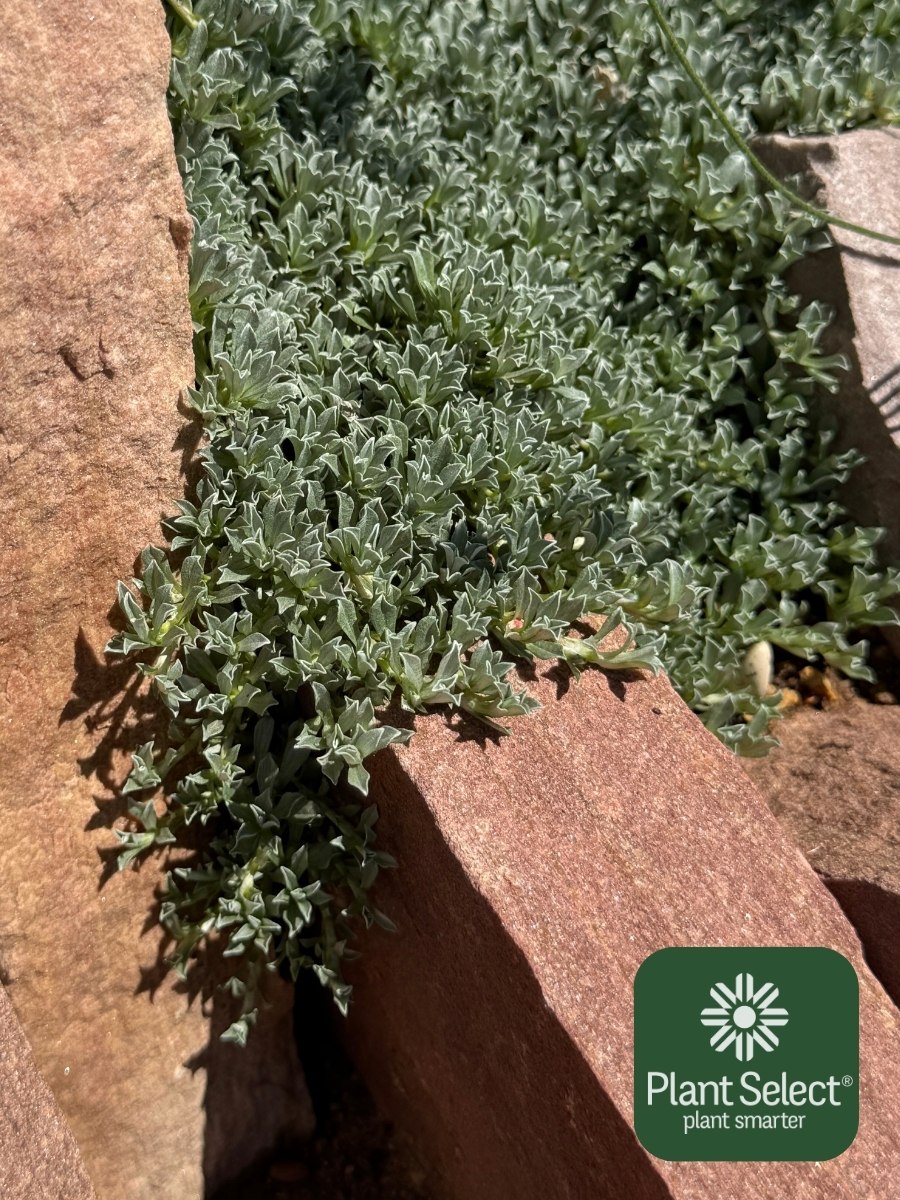 GRANITA pussytoes in a crevice garden | Antennaria dimorpha \'PJS03S\' | Plant Select
