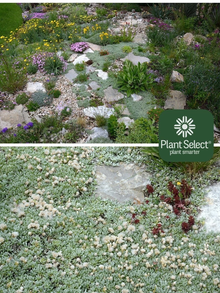 Silver native groundcover in different landscape settings | GRANITA pussytoes | Antennaria dimorpha \'PJS03S\' | Plant Select