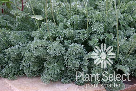 Filigree Daisy, Anthemis marschalliana, Plant Select