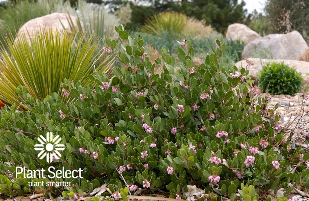Arctostaphylos x coloradensis Panchito | Hardy Panchito manzanita | Plant Select | Evergreen shrub native to Colorado
