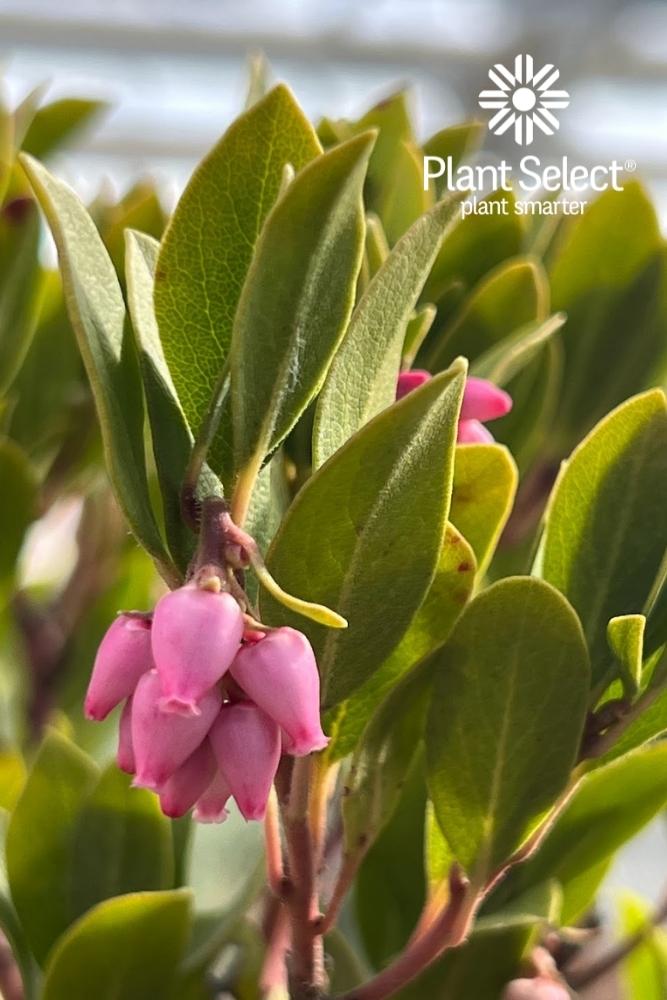 Arctostaphylos x coloradensis Panchito | Hardy manzanita | Plant Select | Close-up of flower