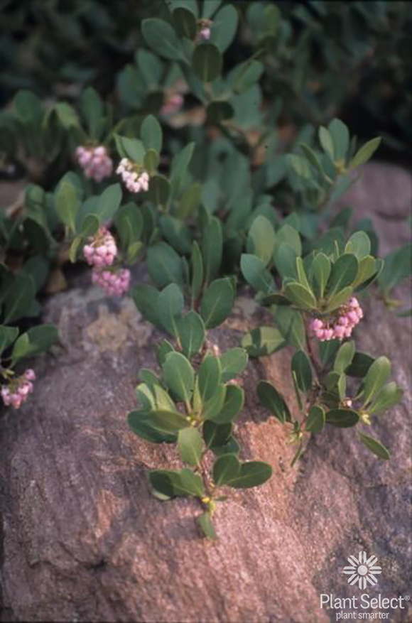 Mock Bearberry manzanita, Arctostaphylos x coloradensis, Plant Select, Close-up of flower