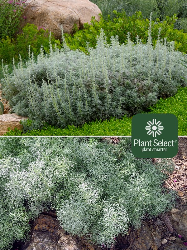 Sea Foam sage | Artemisia versicolor \'Sea Foam\' | Plant Select