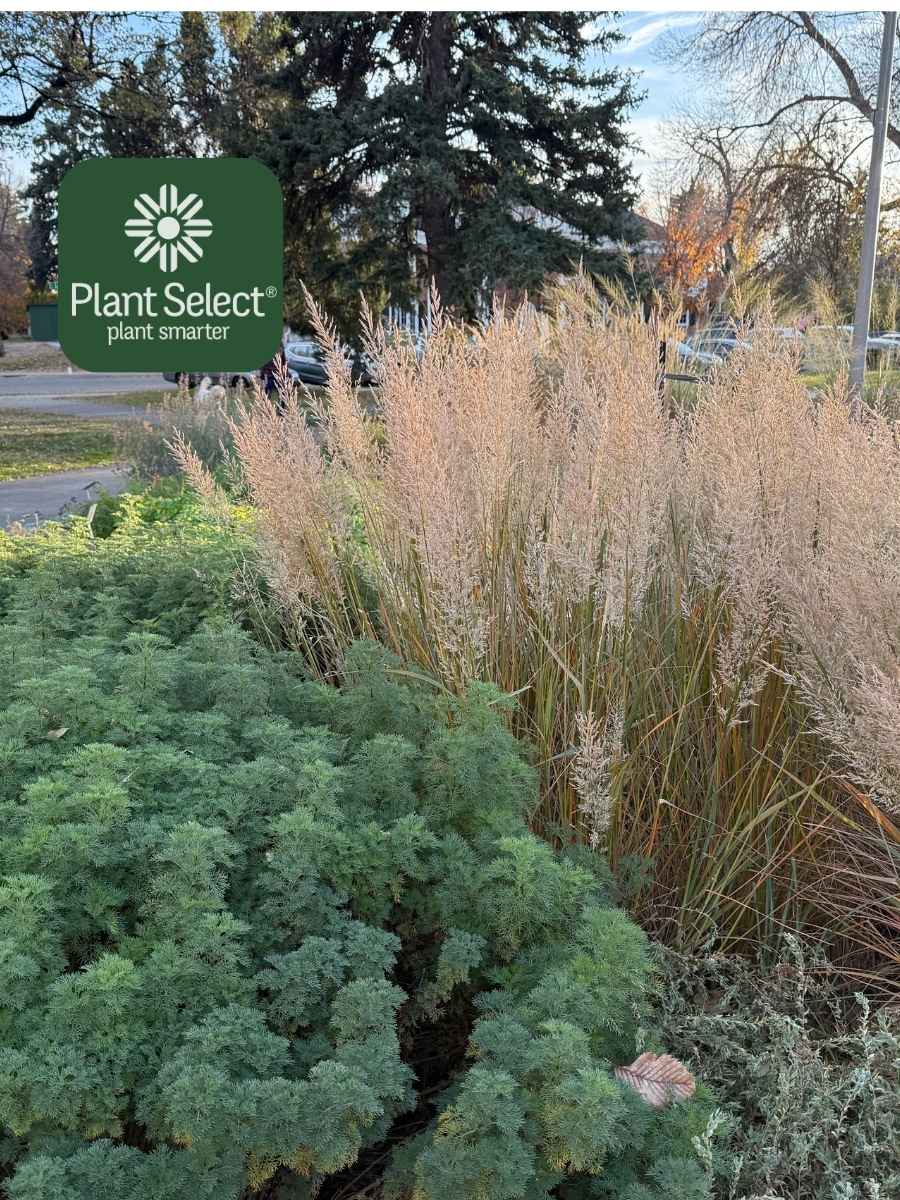 Korean feather reed grass in the fall | Plant Select