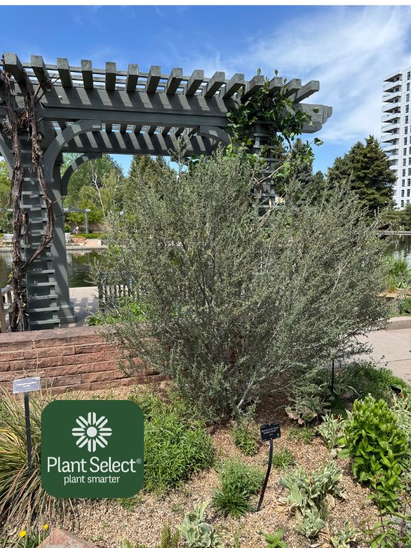 Littleleaf mountain mahogany at Denver Botanic Gardens |  Cercocarpus intricatus Plant Select