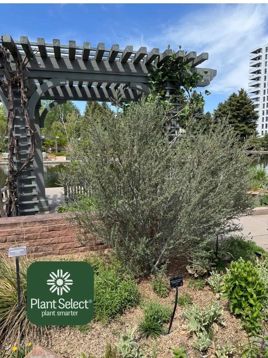 The native shrub, littleleaf mountain mahogany, at Denver Botanic Gardens