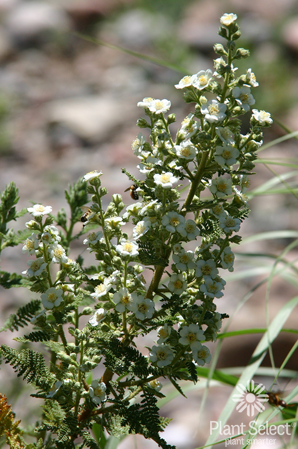 Fernbush, Chamaebatiaria millefolium, Plant Select