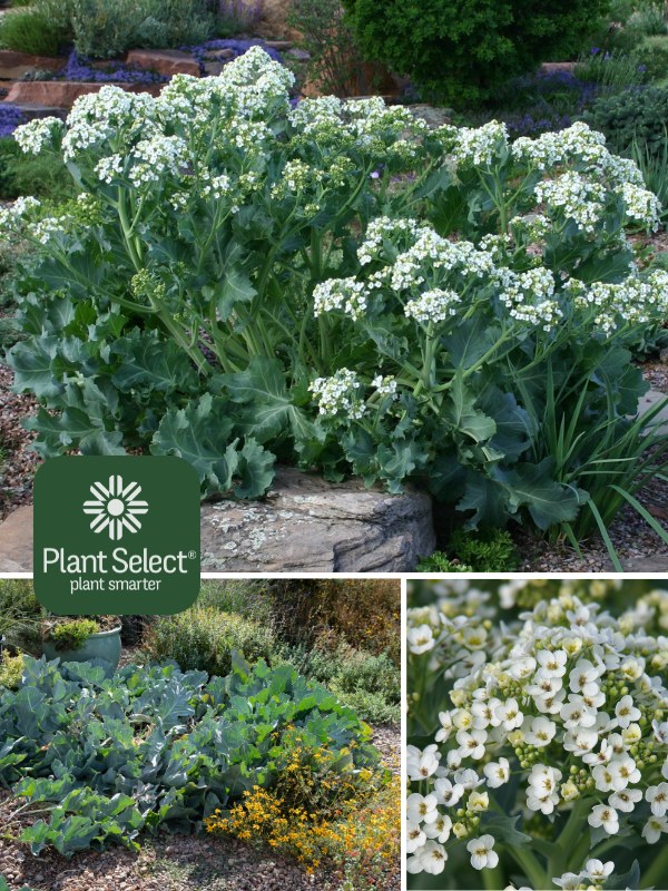 Curly leaf sea kale | Crambe maritima | Plant Select