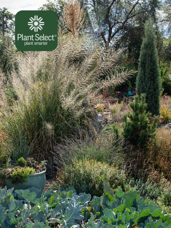 Curly leaf sea kale in landscape | Plant Select