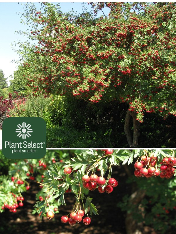 Russian hawthorn with red fruit | Crataegus ambigua | Plant Select