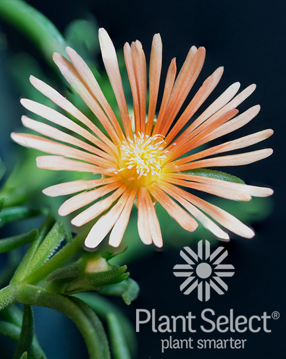 Delosperma \'Alan\'s Apricot\' ice plant Plant Select