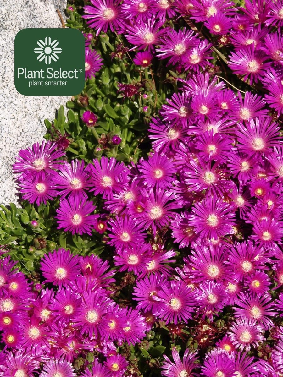 Table Mountain ice plant | Plant Select | Delosperma \'John Proffitt\'