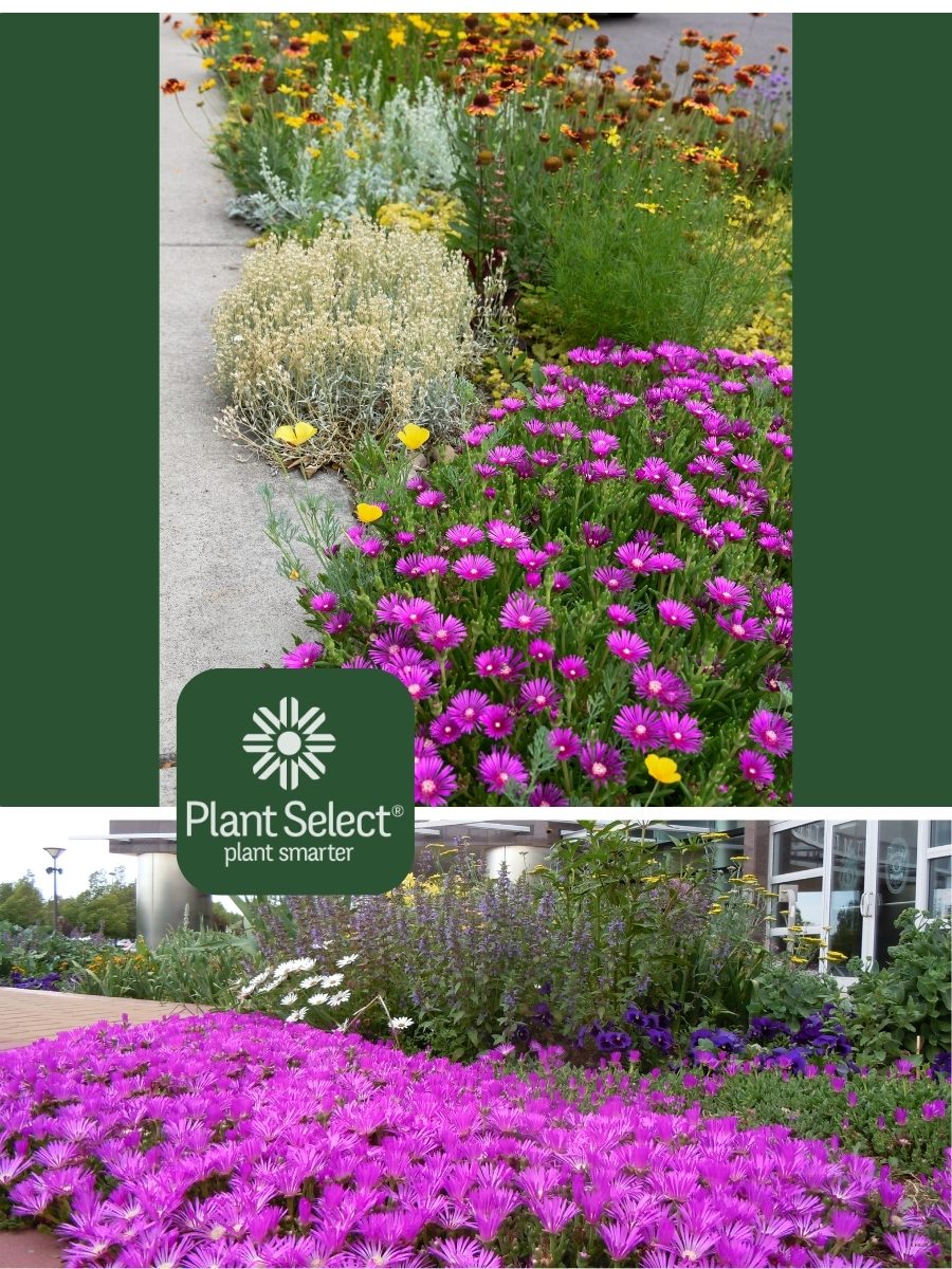 Table Mountain ice plant in drought tolerant landscapes | Xeriscaping examples Colorado | Plant Select