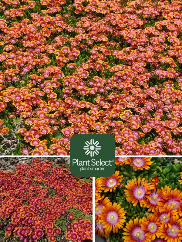 Fire Spinner ice plant, Delosperma \'P001S\', Plant Selec