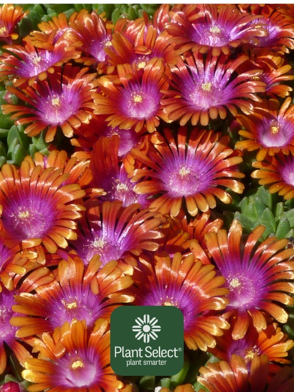 Closeup of Fire Spinner ice plant from Plant Select