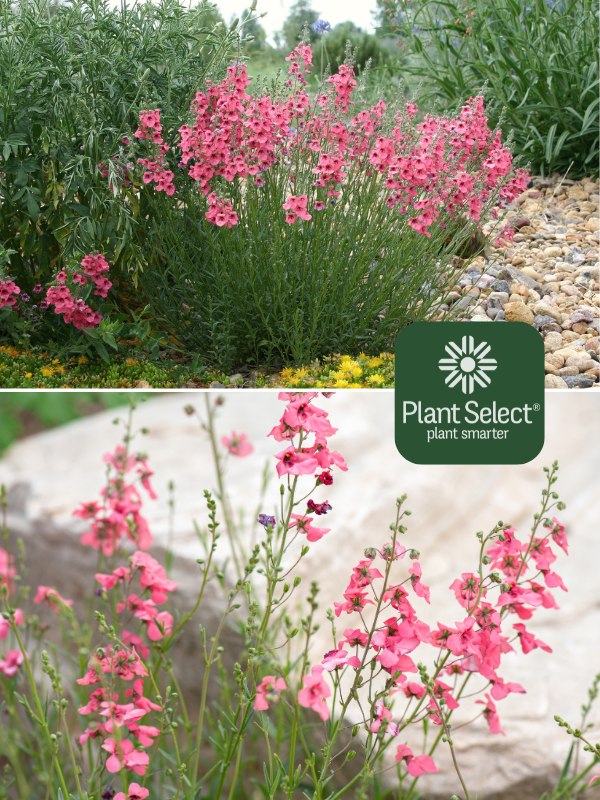 Coral Canyon Twinspur | Diascia integerrima P009S | Plant Select | Waterwise perennial with coral-pink flowers