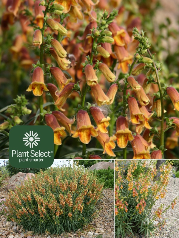 SUNSET foxglove | Digitalis obscura | Plant Select