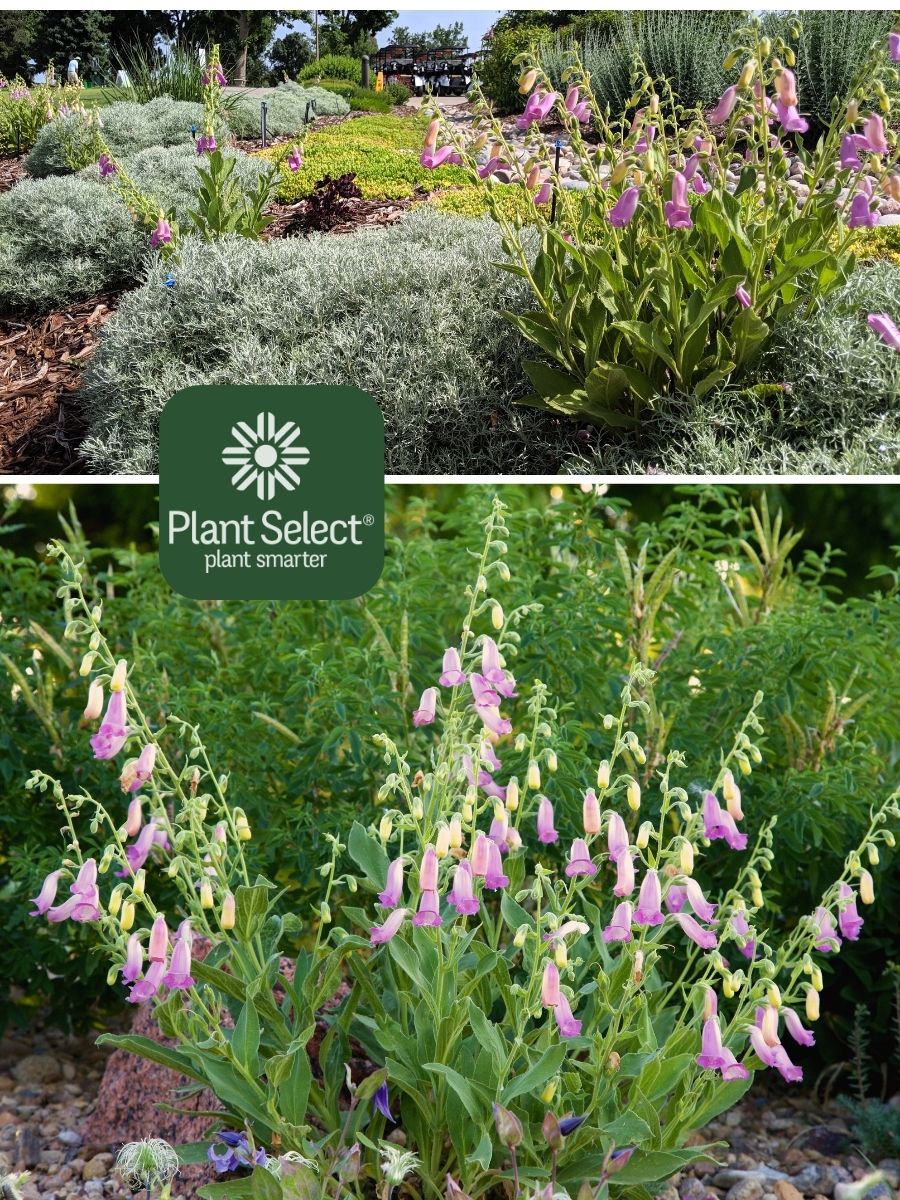 Spanish Peaks Foxglove in drought-tolerant gardens | Digitalis thapsi | Plant Select