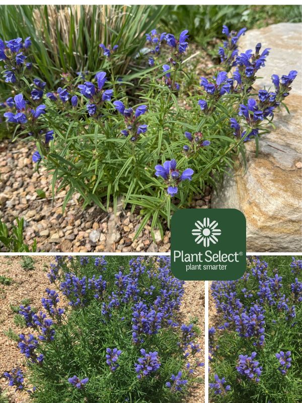 Blue perennial -  low water | Indigo Blue dragonhead | Indigo Blue dragonhead | Blue, drought-tolerant perennial | Dracocephalum ruyschiana | Plant Select