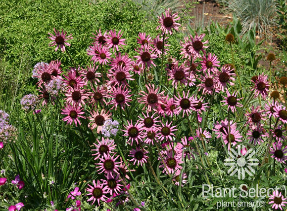 Tennessee purple coneflower, Echinacea tennesseensis, Plant Select