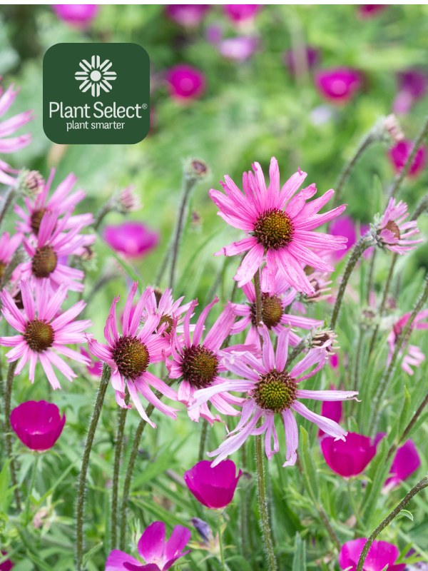 Echinacea tennesseensis | Tennessee purple coneflower | Plant Select