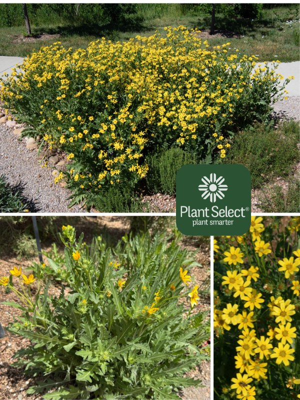 Engelmann\'s daisy | Plant Select