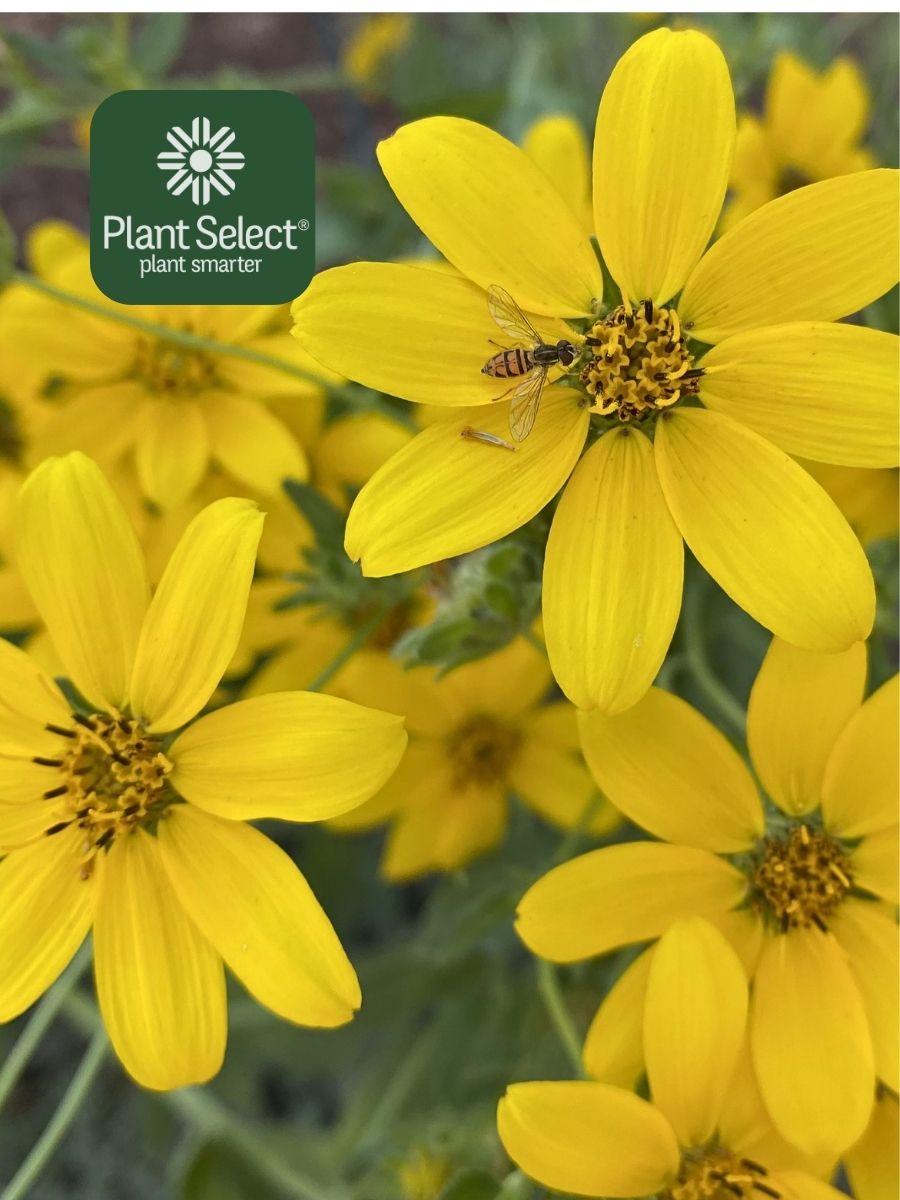 Close-up of Engelmann\'s daisy with syrphid flies | Engelmannia peristenia | Plant Select