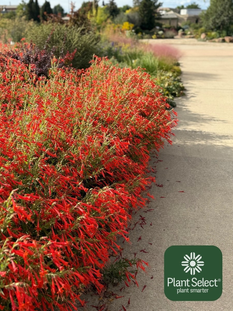 UNFORGETTABLE hummingbird trumpet in bloom | Epilobium x canum &lsquo;PUND03S\' | Plant Select