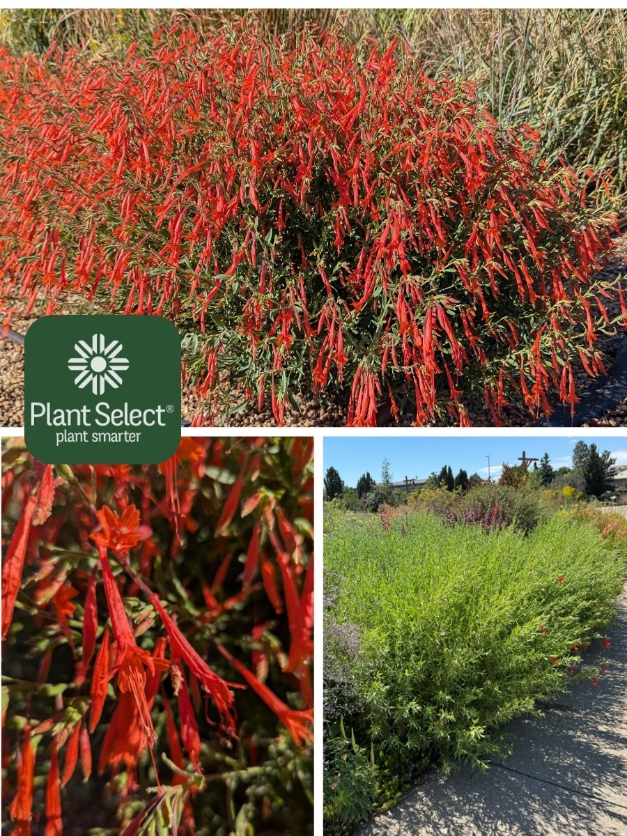 UNFORGETTABLE hummingbird trumpet | Epilobium x canum &lsquo;PUND03S\' | Plant Select