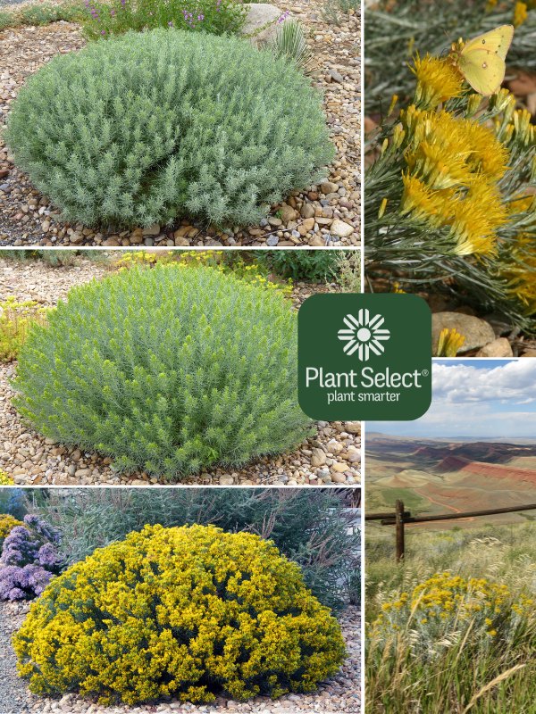 Baby Blue rabbitbrush | Dwarf rabbitbrush | Ericameria nauseosa var. nauseosa | Plant Select