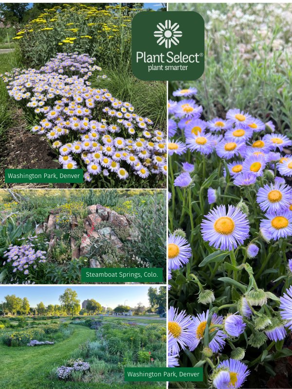 Erigeron formosissimus ‘P022S\' | RAMBLER mountain fleabane in naturalistic and formal gardens | Plant Select