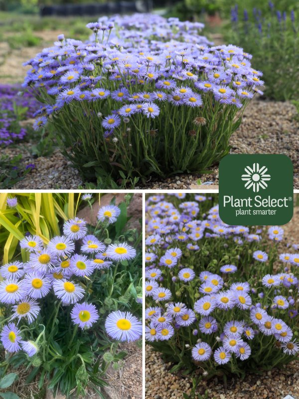 RAMBLER mountain fleabane | Erigeron formosissimus ‘P022S\' | Plant Select