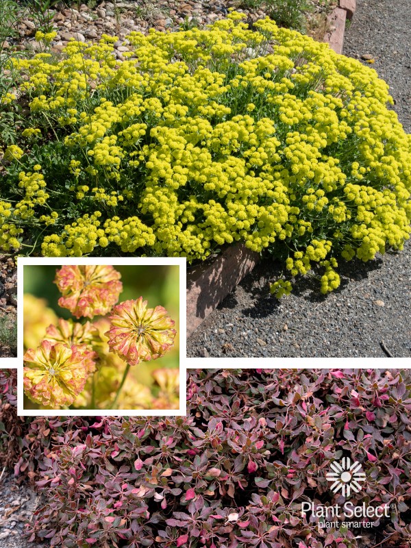 KANNAH CREEK Buckwheat | Sulfur plant | Plant Select | Eriogonum umbellatum var. aureum \'Psdowns\'