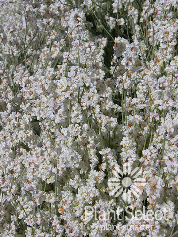 Snow Mesa buckwheat, Eriogonum wrightii var wrightii, Plant Select