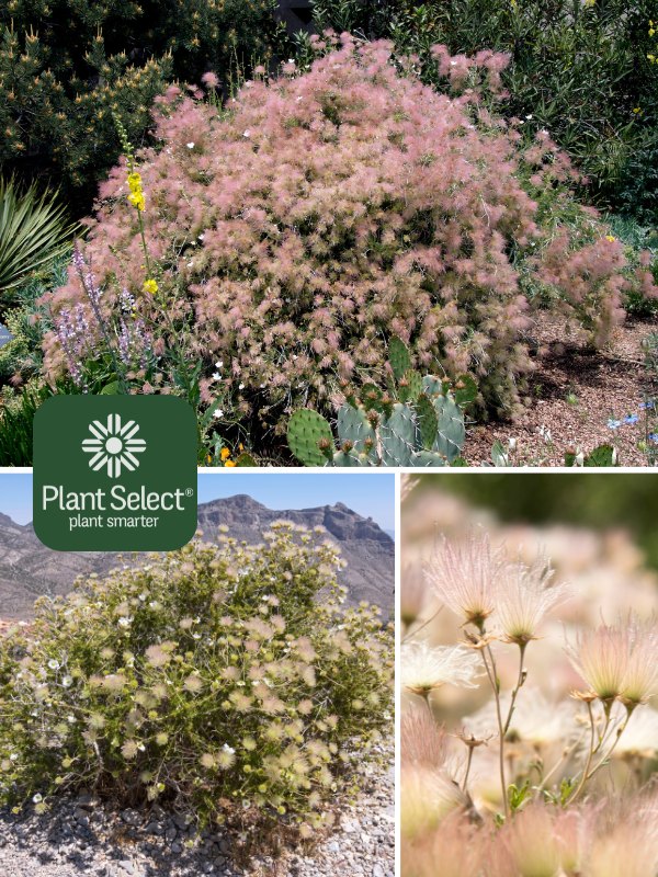 Canyon Plume (formerly Apache Plume) | Fallugia paradoxa | Plant Select | Native shrub