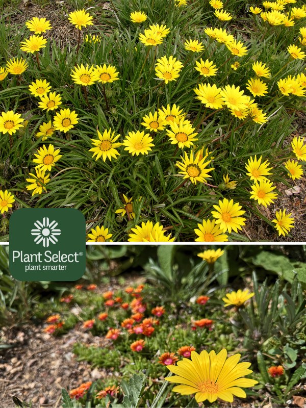 Colorado Gold gazania linearis P004S, Plant Select