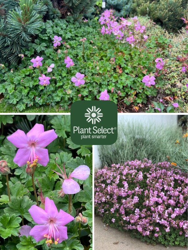 Dalmation pink cranesbill, a groundcover geranium named Geranium dalmaticum, Plant Select