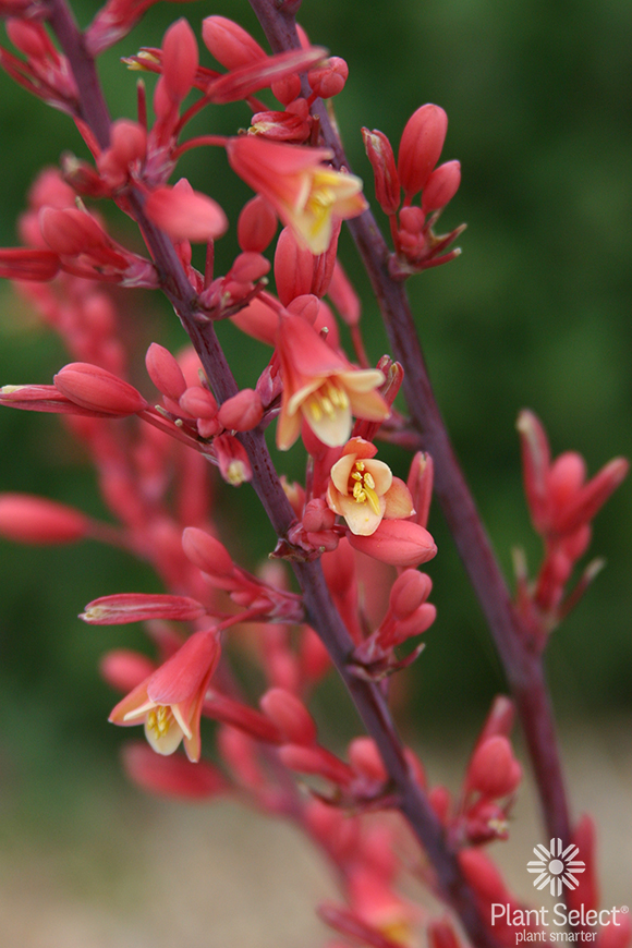 Hesperaloe parviflora, Red yucca, Plant Select