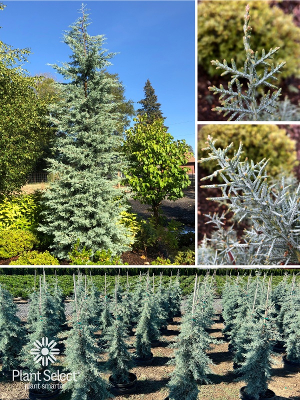 CRYSTAL FROST Arizona cypress | Hesperocyparis arizonica \'Fandango\' | Plant Select