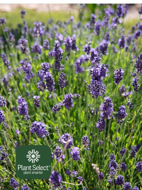 Wee One Dwarf English Lavender | Lavandula angustifolia ‘Wee One\' | Plant Select | Dwarf purple lavender