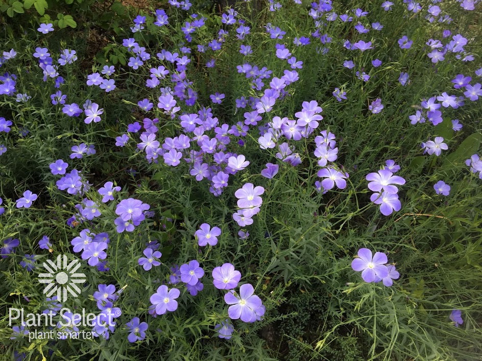 Narbonne blue flax, Linum narbonense, Plant Select