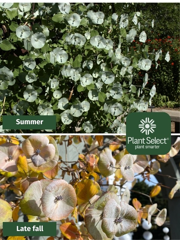 Kintzley\'s Ghost honeysuckle in summer and late fall | Plant Select