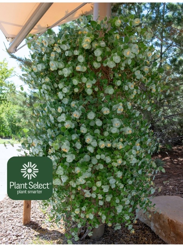 Silver honeysuckle vine | Kintzley\'s Ghost | Plant Select