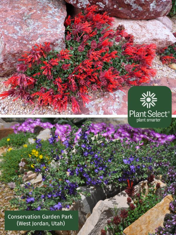 Hummingbird trumpet mint | Monardella macrantha \'Marian Sampson\' | Plant Select