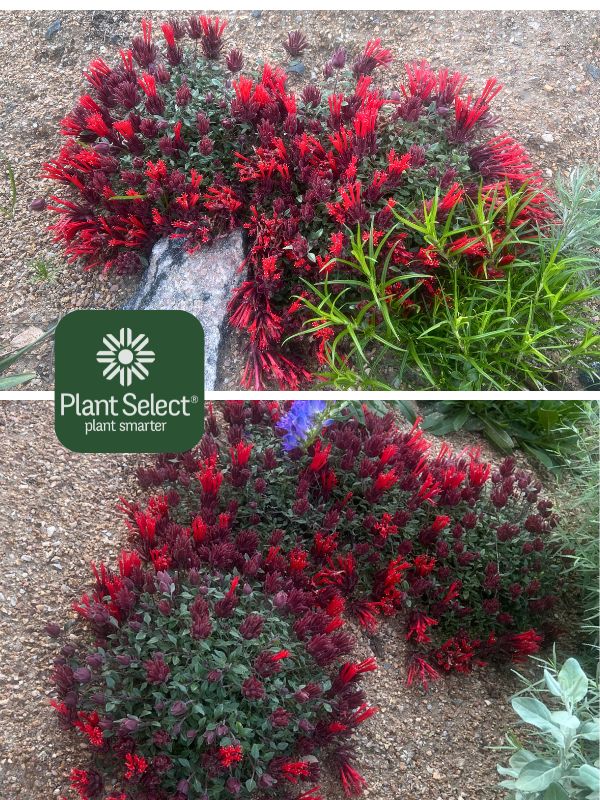 Hummingbird trumpet mint | Monardella macrantha \'Marian Sampson\' | Plant Select