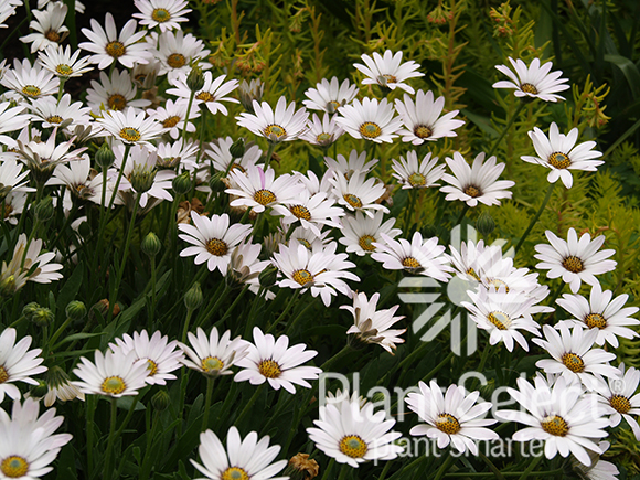 Avalanche white sun daisy, Osteospermum PP 22,705, Plant Select