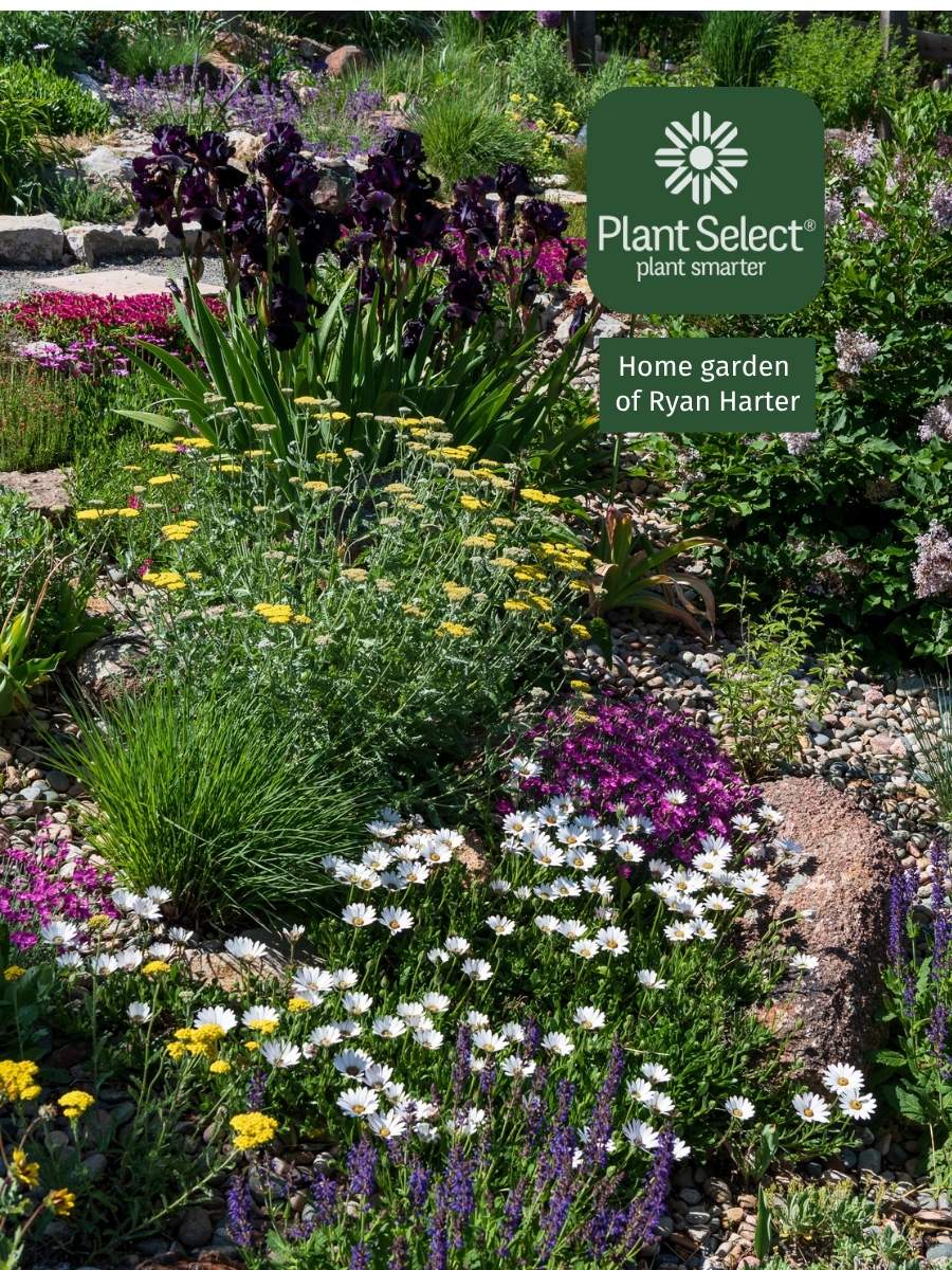 Avalanche white sun daisy in drought-tolerant garden | Plant Select