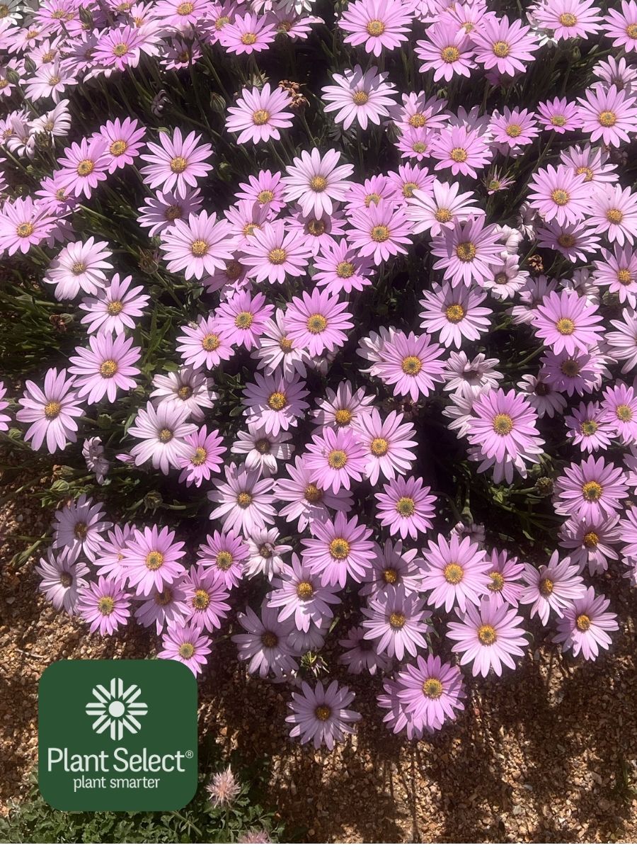 MANDY sun daisy pictured with AVALANCHE sun daisy | Osteospermum \'Mandy\' PPAF | Plant Select