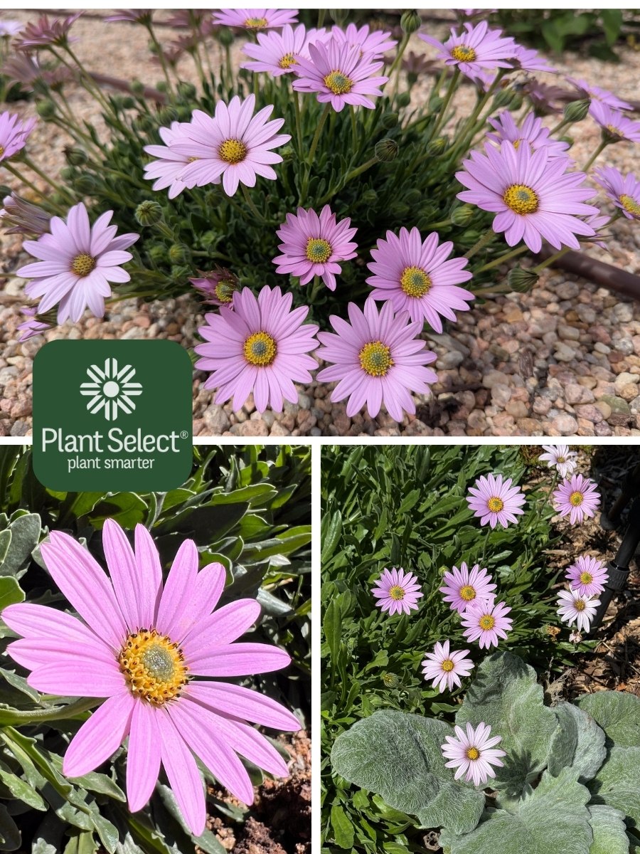 MANDY sun daisy | Pink daisy flowers | Osteospermum \\\'Mandy\\\' PPAF | Plant Select