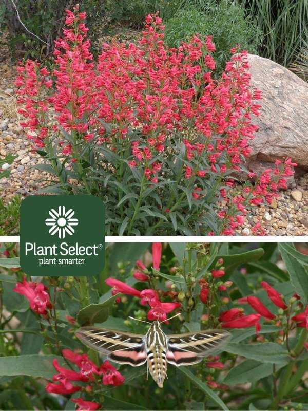 Coral Baby Penstemon | Plant Select | Penstemon barbatus Coral Baby